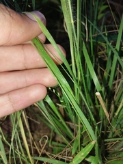 Panicum effusum
