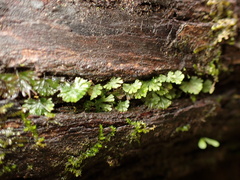 Crepidomanes minutum