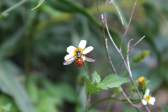 Chrysotoxum triarcuatum