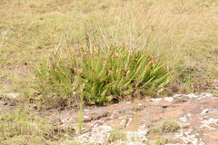 Aloe greatheadii davyana