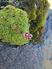 Crassula dependens