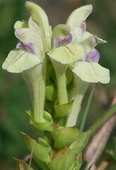 Scutellaria supina