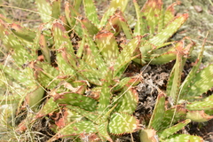 Aloe greatheadii davyana