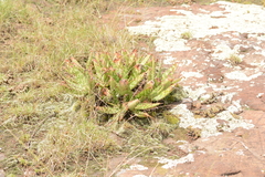 Aloe greatheadii davyana