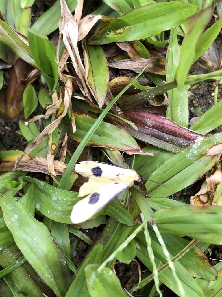 Oeonosia