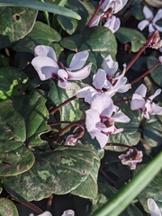 Cyclamen coum