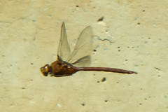 Anax speratus