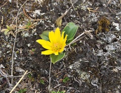 Knowltonia integrifolia