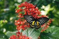 Troides minos