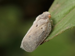 Melormenis basalis