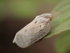 Melormenis basalis