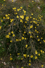 Dasiphora phyllocalyx