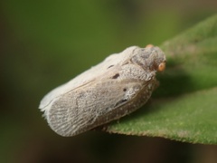 Melormenis basalis