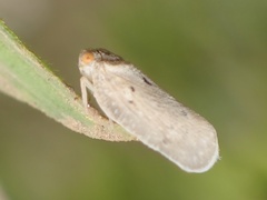 Melormenis basalis