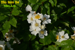 Rosa multiflora