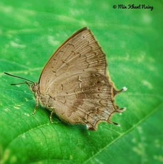 Surendra quercetorum
