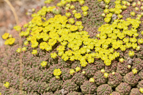 Euphorbia clavarioides Boiss.