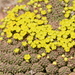 Euphorbia clavarioides - Photo 由 Richard Gill 所上傳的 (c) Richard Gill，保留部份權利CC BY-NC