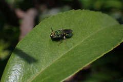 Ceratina