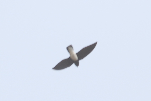 Sabine's Spinetail (Rhaphidura sabini)
