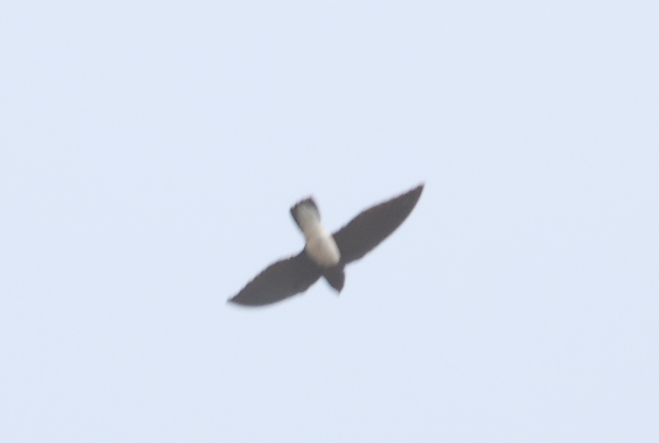 Sabine's Spinetail (Rhaphidura sabini), photo 1