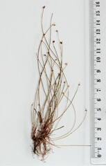 Isolepis platycarpa