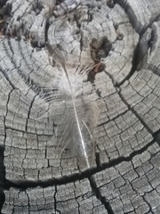 Gymnorhina tibicen