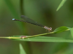 Pseudagrion hageni