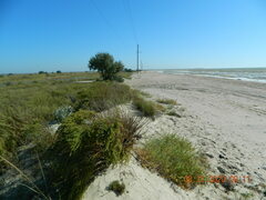 Cakile maritima euxina