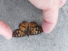 Heteronympha penelope