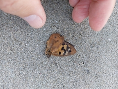 Heteronympha penelope