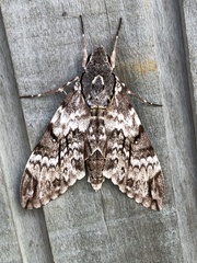 Psilogramma papuensis