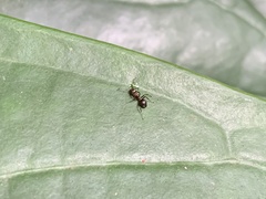 Dolichoderus thoracicus