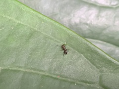 Dolichoderus thoracicus