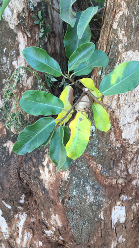 Ficus subpisocarpa image