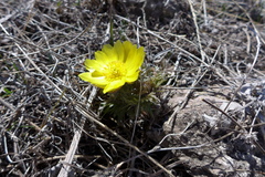 Adonis volgensis