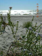 Cakile maritima euxina