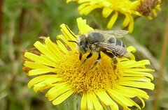 Anthophora bimaculata