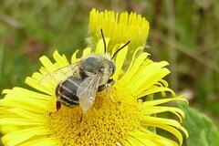 Anthophora bimaculata