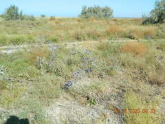Echinops ritro ruthenicus