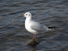 Chroicocephalus ridibundus