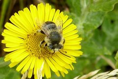 Anthophora bimaculata