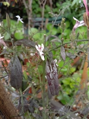 Andrographis paniculata