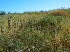 Astragalus onobrychis