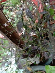 Andrographis paniculata