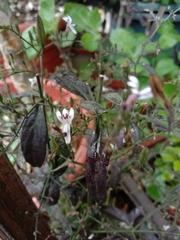 Andrographis paniculata
