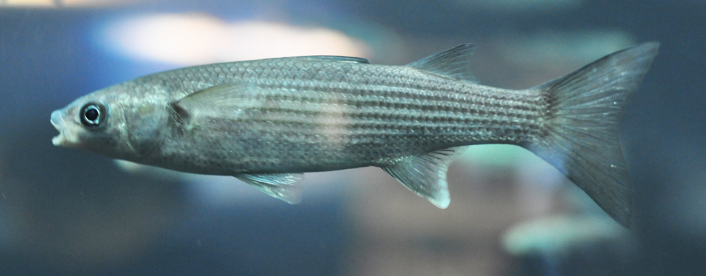 Leaping Mullet