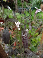 Andrographis paniculata
