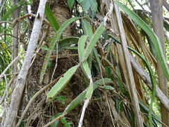 Selenicereus triangularis