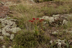 Crassula alba